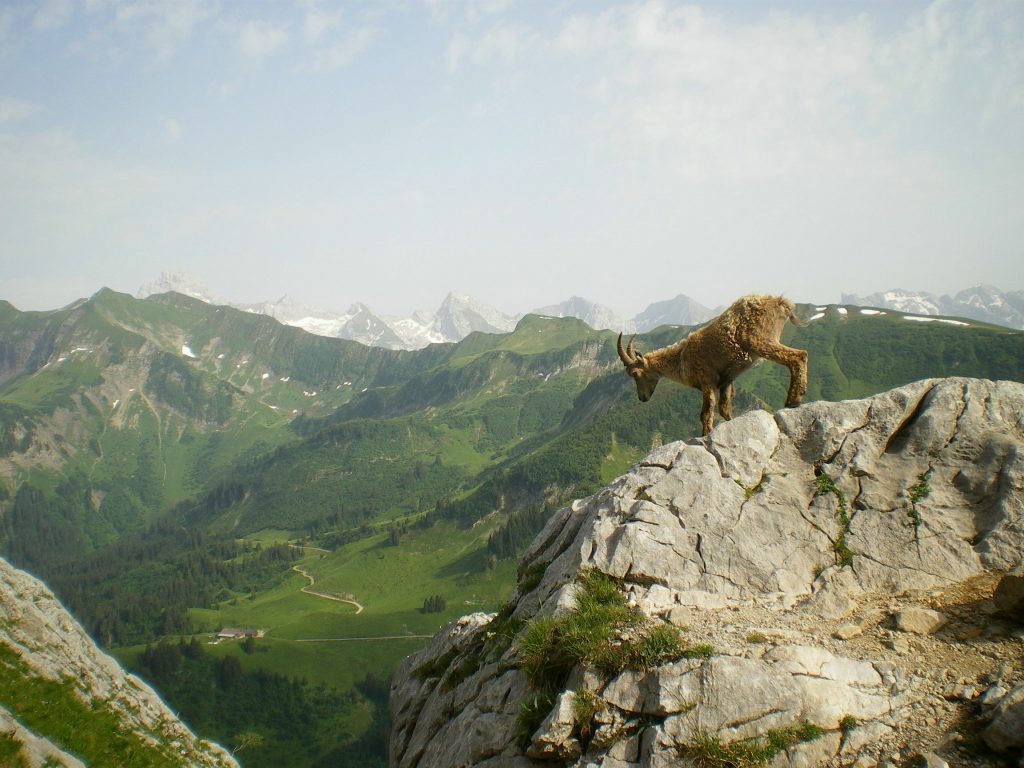 goat climbing a cliff with mountains in the background