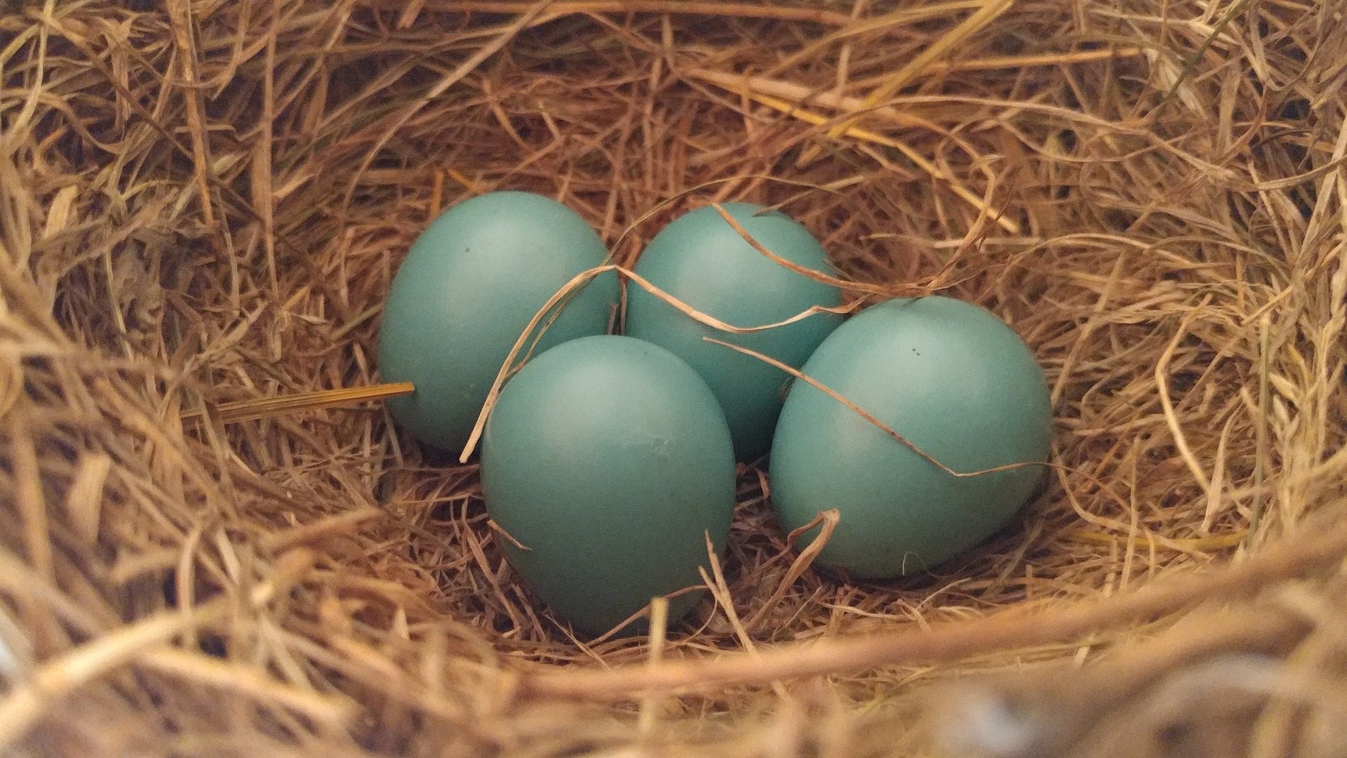 four unhatched eggs in nest