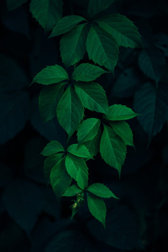 leaves