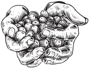 black and white drawing of two hands cupped together, offering a bunch of beans