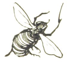 line drawing of a single bee