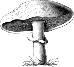 line drawing of a mushroom