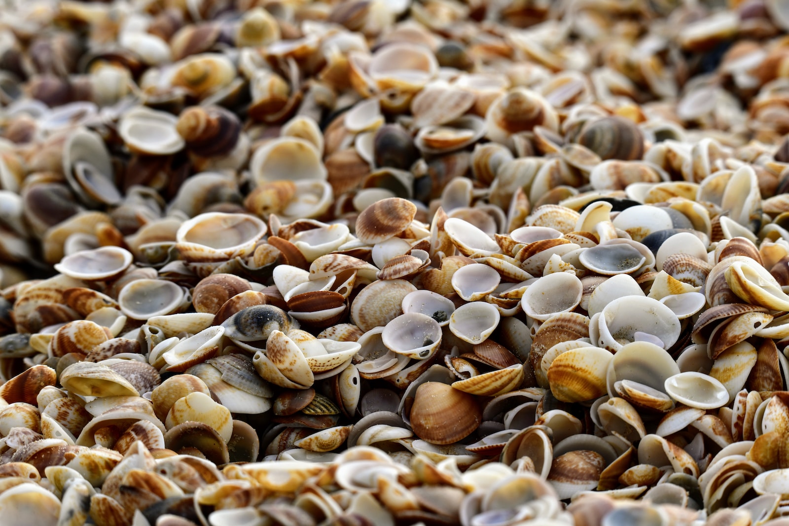 brown and white seashells on brown sand