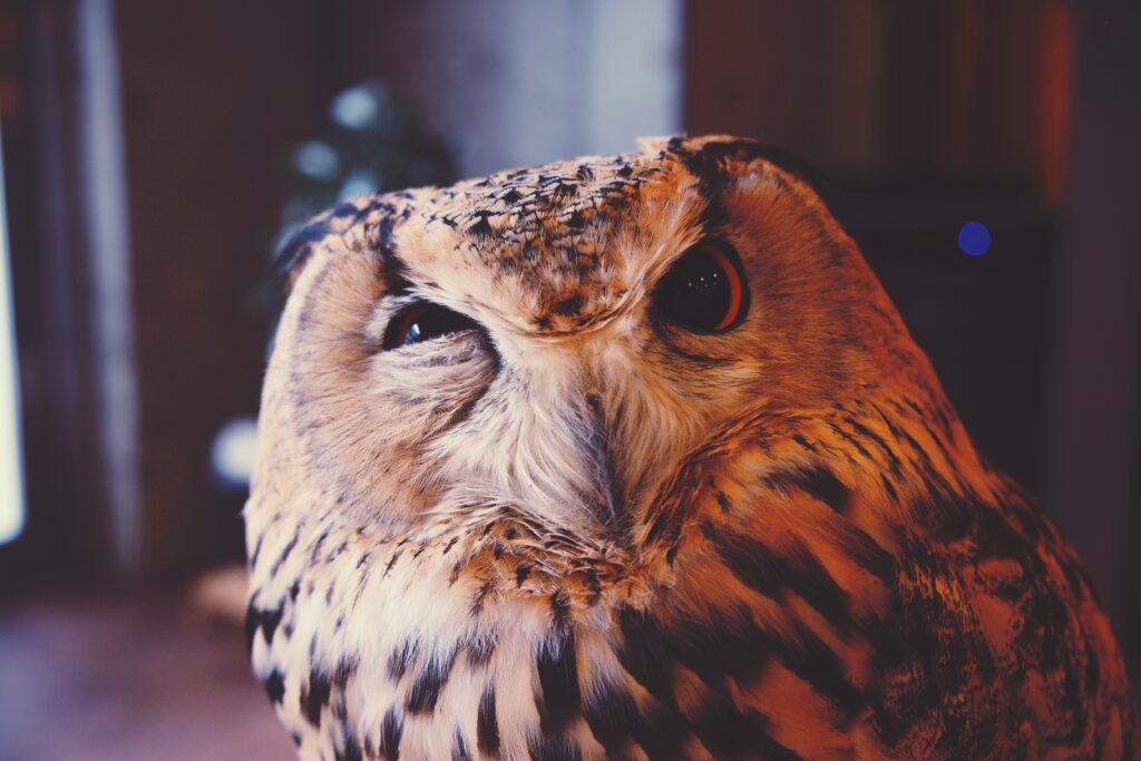 Owl squinting one eye almost quizzically