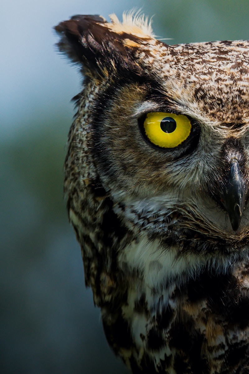 brown and white owl in close up photography