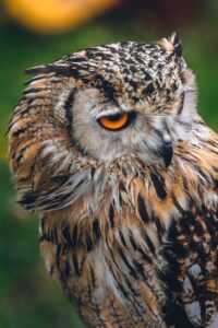 brown and black owl in bokeh photography