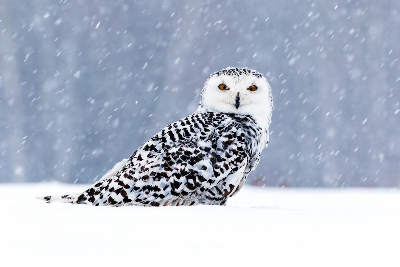 black and white owl