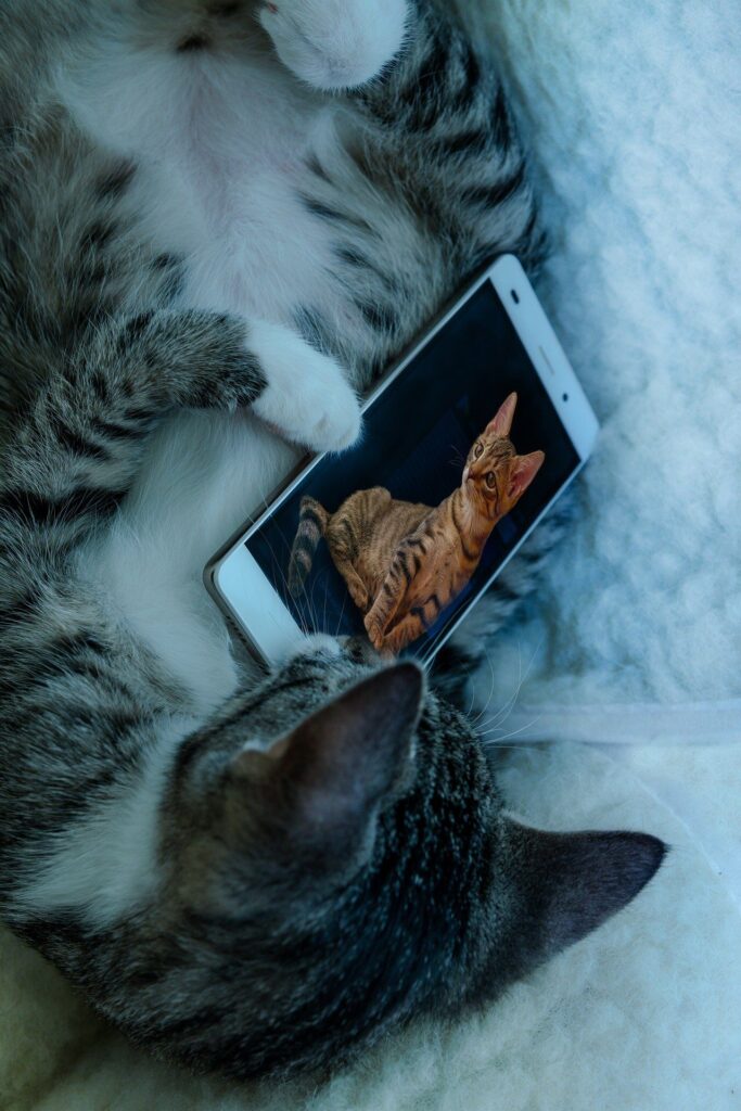 a gray and white cat holds a smart phone with a picture of a brown tabby cat