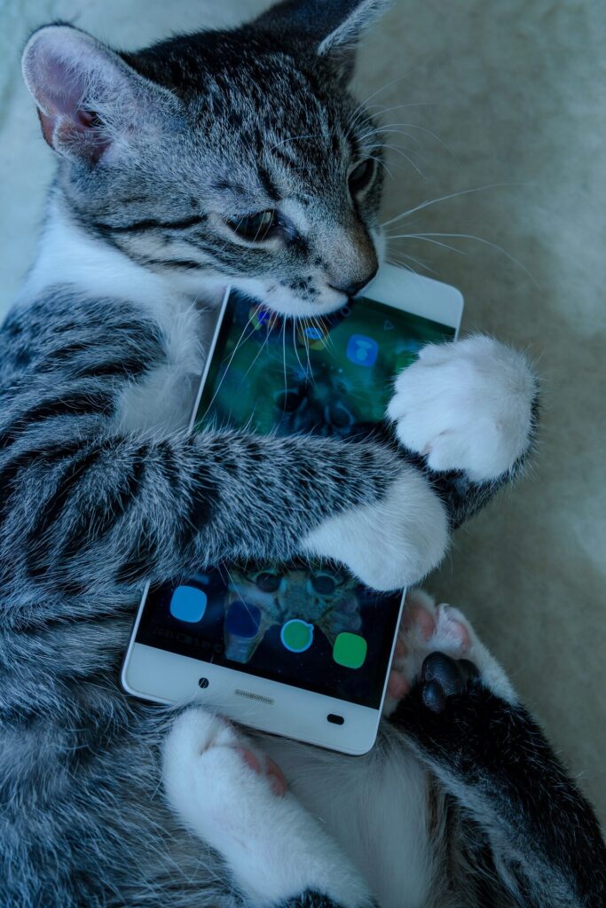 a gray and white cat hugs a smart phone