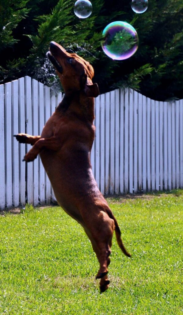 a brown dog jumps in the air trying to catch several bubbles in the air above. below him his green grass. behind him is a white picket fence.