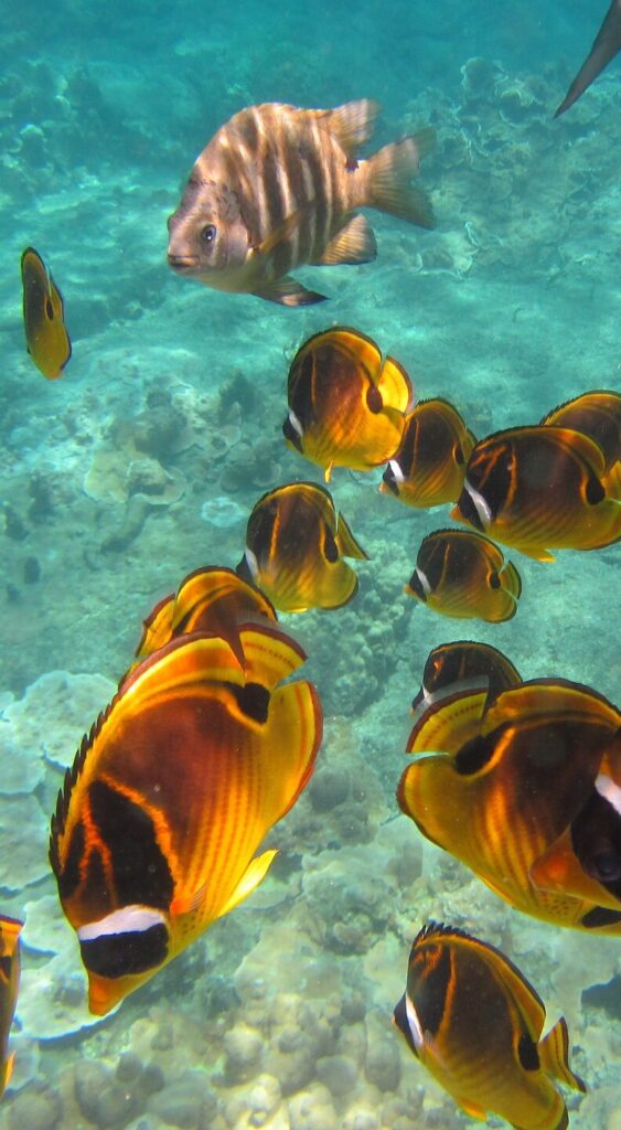 a school of orange and black tropical fish swim in blue water