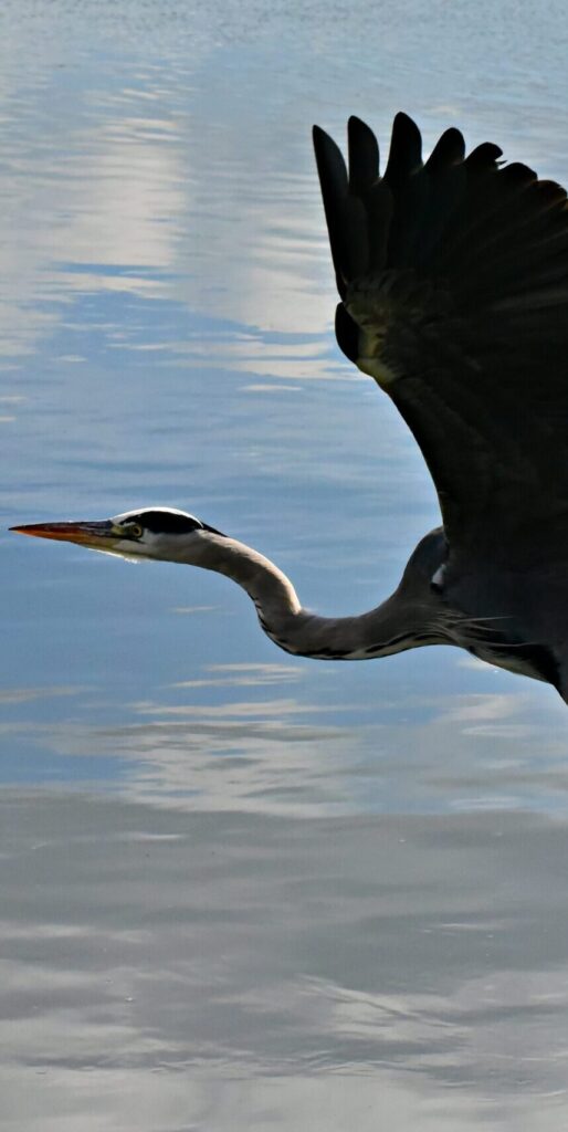 a heron takes flight against a background of water