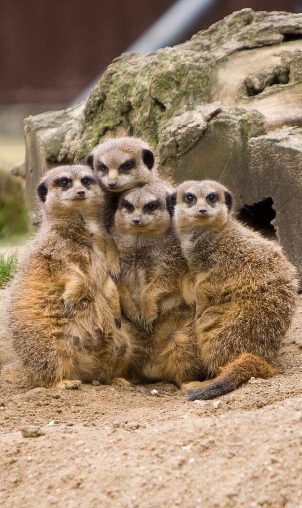 a group of meerkats huddle together in front of a log