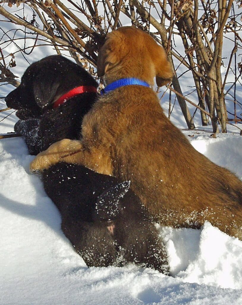 two puppies playing together in the snow