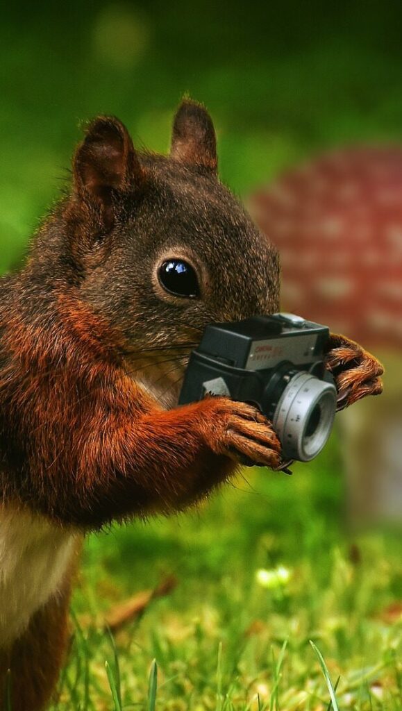 Set against a background of grass and mushrooms, a squirrel holds a tiny camera