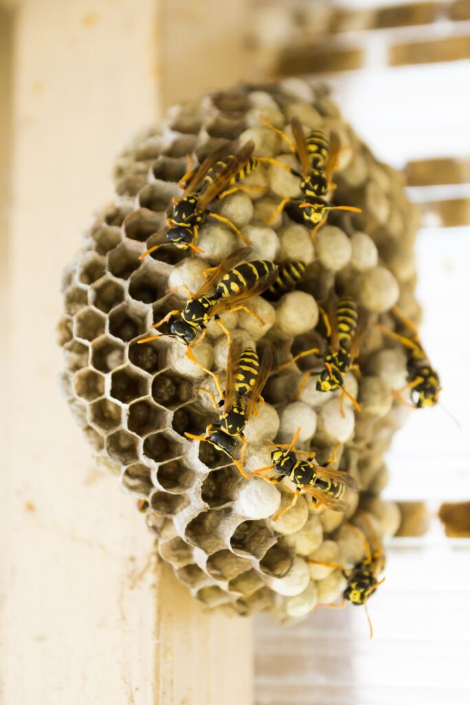 a group of bees work purposefully on building a hive