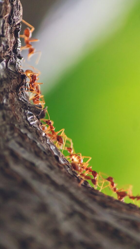 a line of worker ants makes its way down a tree branch