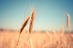 A close up of two stalks of wheat in a field