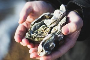 A pair of hands cradles some live oysters.