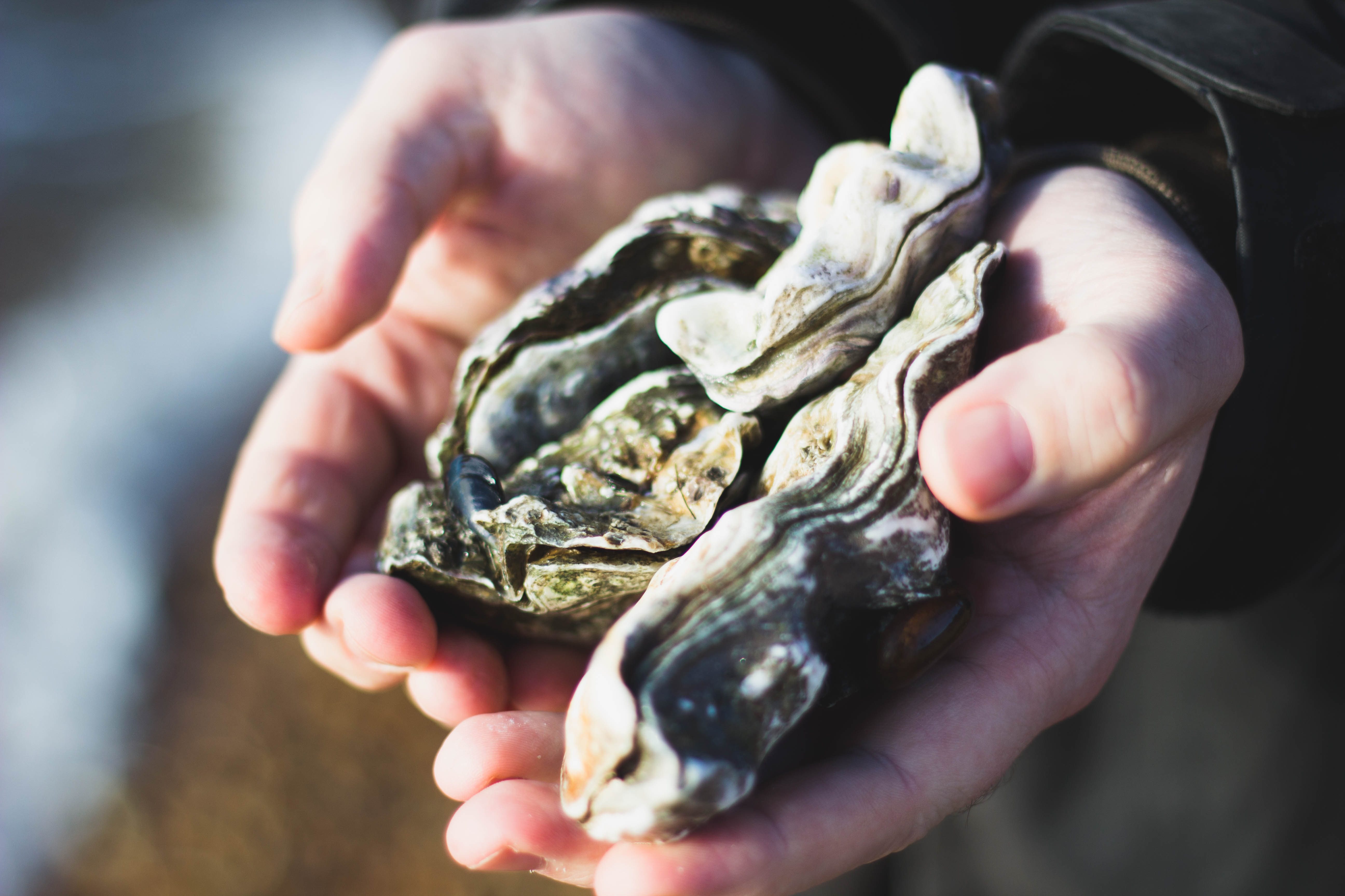 A pair of hands cradles some live oysters.