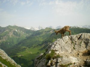 goat climbing a cliff with mountains in the background