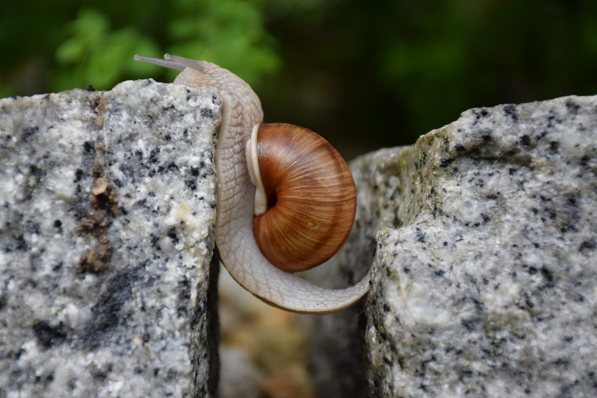 snail climbing over a rock
