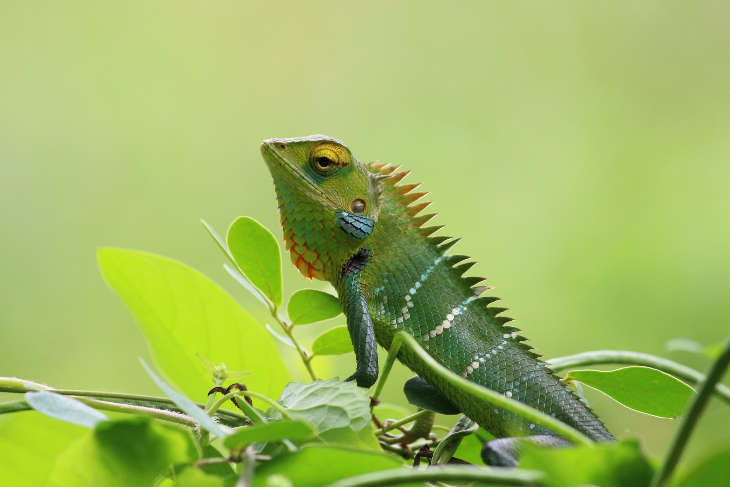 chameleon on a leaf