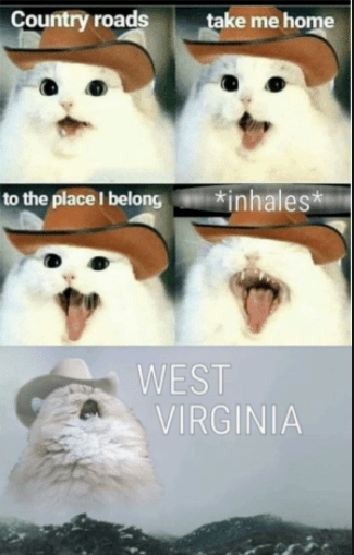 Cat signing Country Roads
