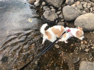 dog getting out of lake