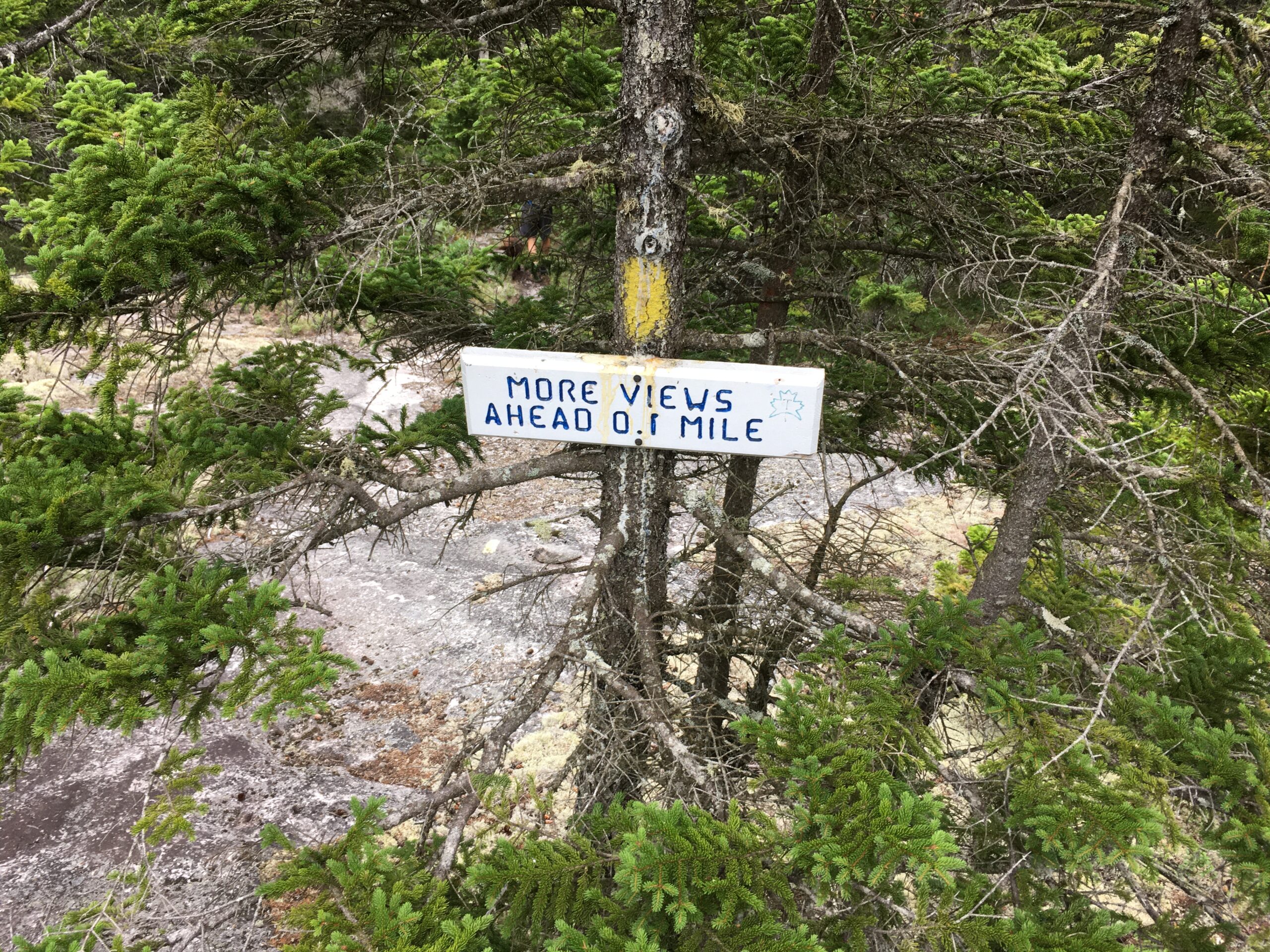 Sign on tree reading more views ahead 0.1 miles