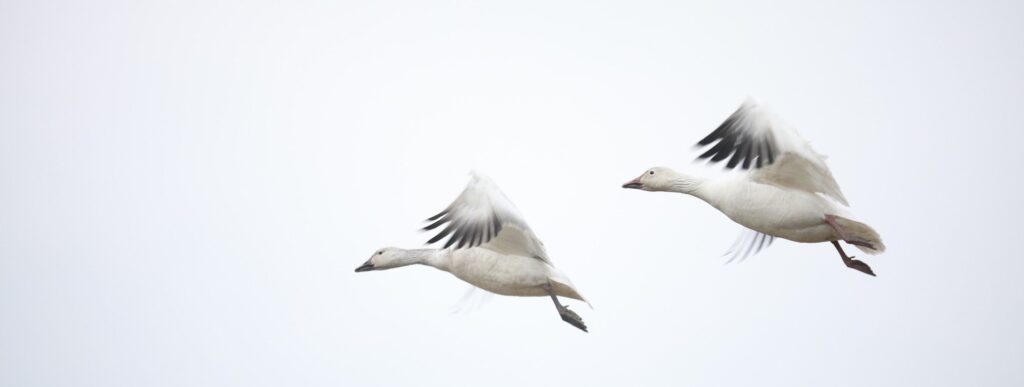 two white and gray birds flying across a background of gray sky