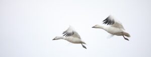 two white and gray birds flying across a background of gray sky