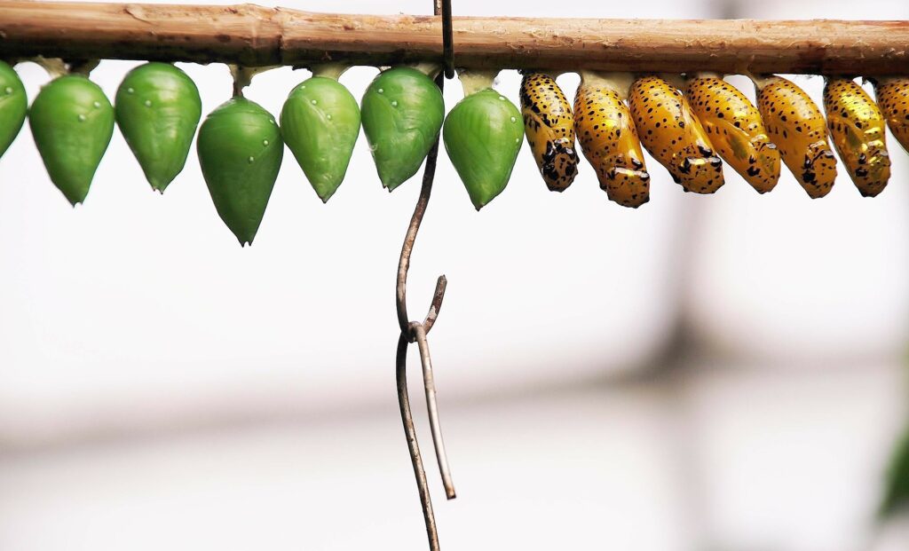 a row of chrysalises, some brown some green, hanging from a branch.