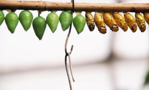 a row of chrysalises, some brown some green, hanging from a branch.