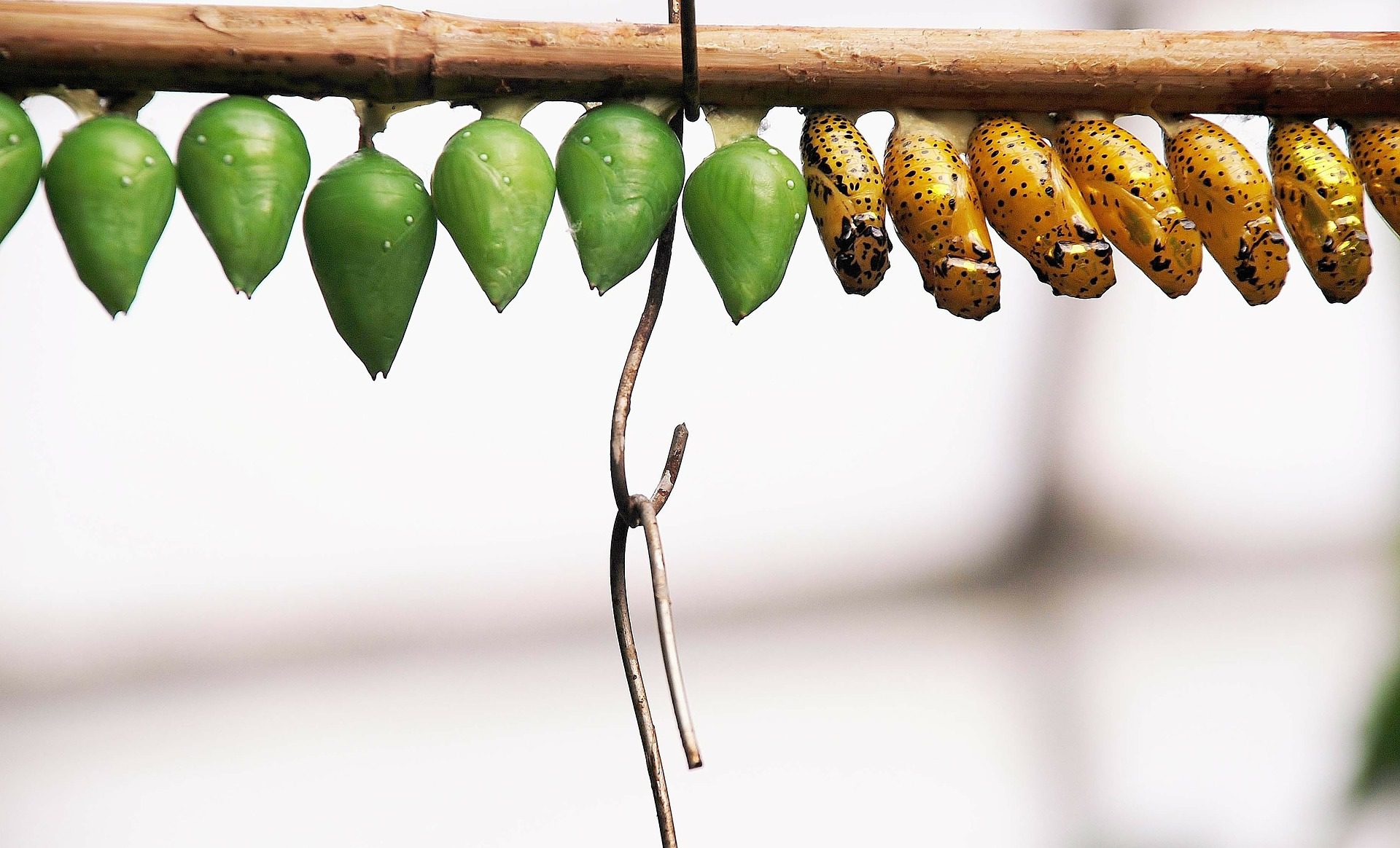 a row of chrysalises, some brown some green, hanging from a branch.