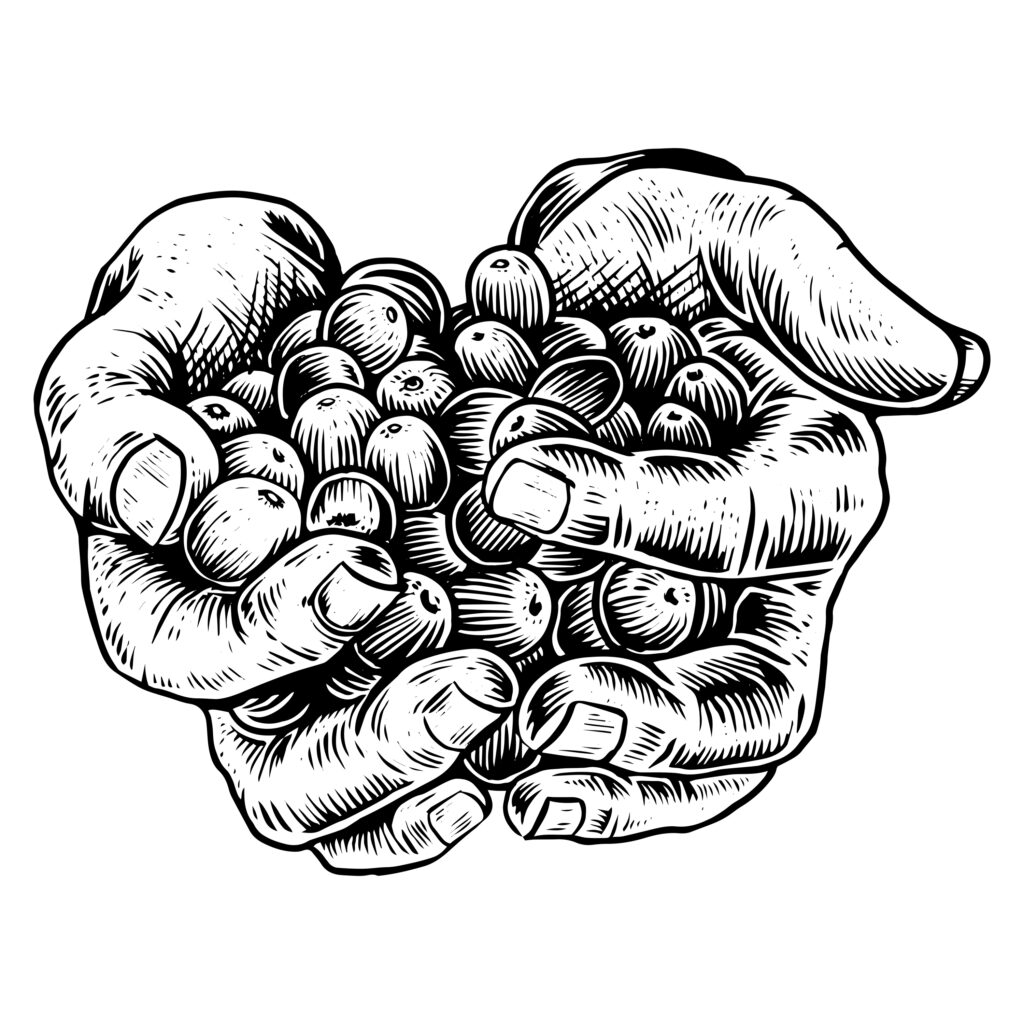 black and white drawing of a hand holding coffee beans