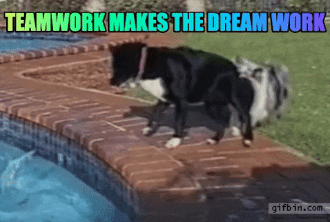 animated gif of one dog holding the tale of another dog so he can get a ball out of a pool. Text reads "teamwork makes the dreamwork"