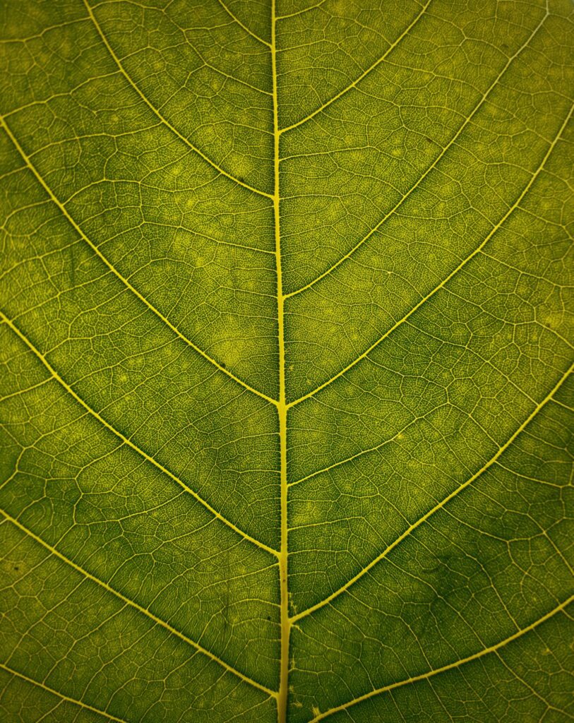 macro shot of a green leaf