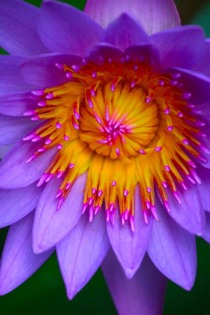 A close up of a purple flower with yellow center