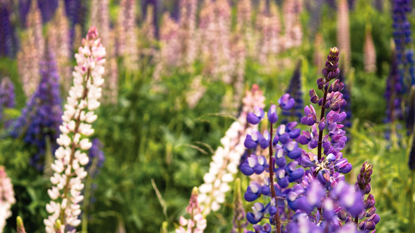 a field full of purple and white flowers