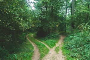 two roads between trees